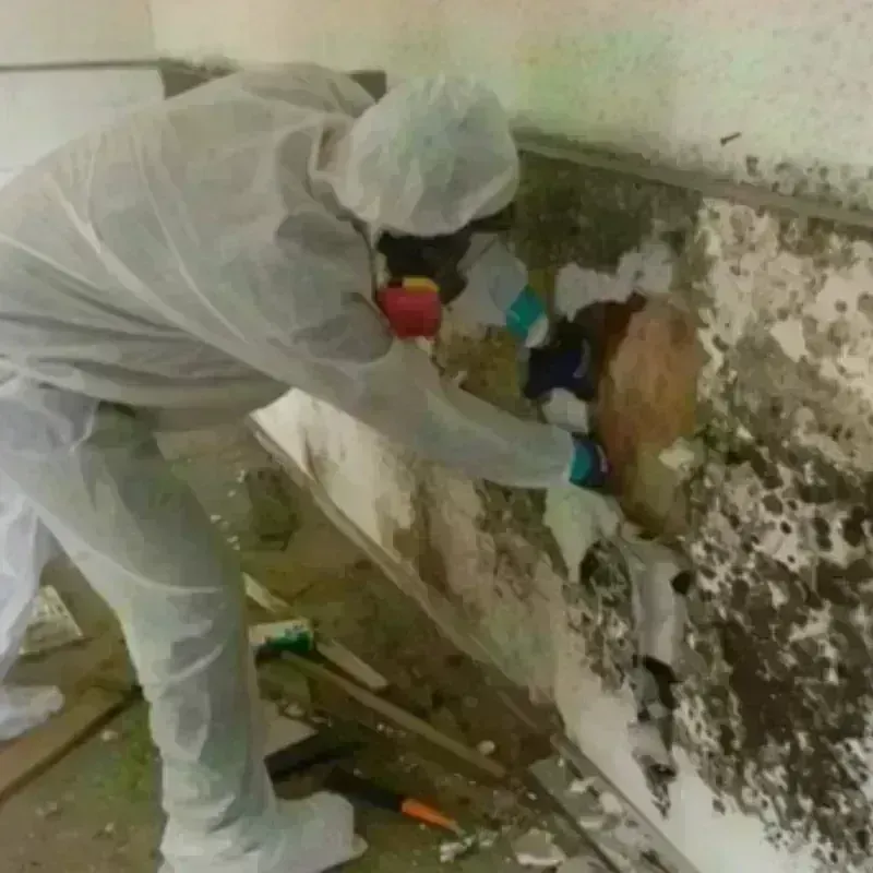 Mold Remediation and Removal in Burnett County, WI